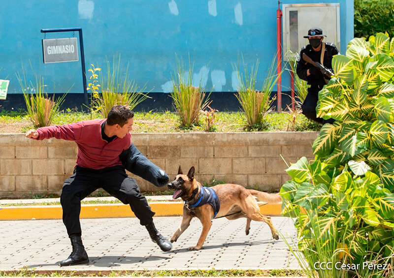 doep-tecnica-canina-curso